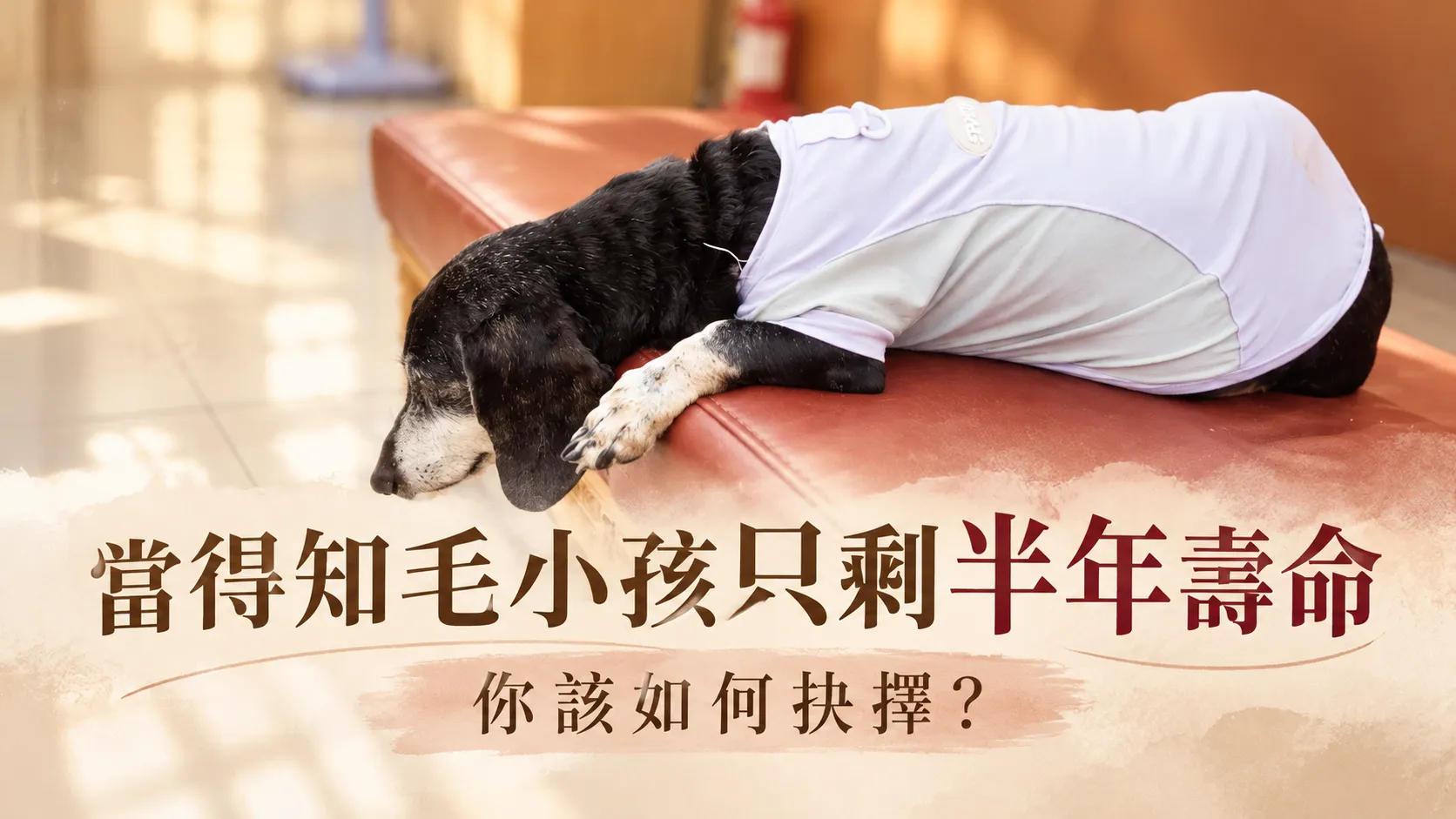 當得知毛小孩只剩半年壽命，你該如何抉擇？